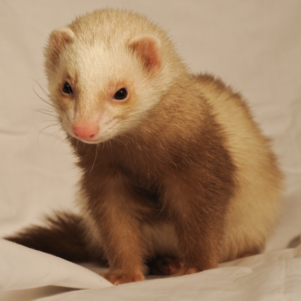 Caring for a Pet Ferret Golden State Ferret Society EIN 371948646