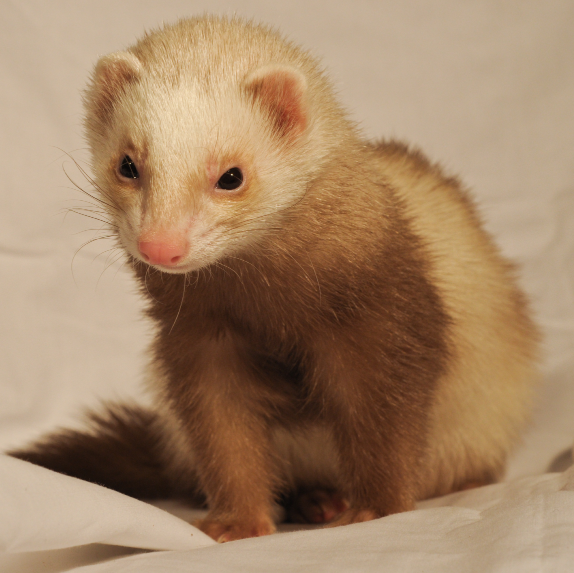 Caring for a Pet Ferret Golden State Ferret Society EIN: 37 1948646
